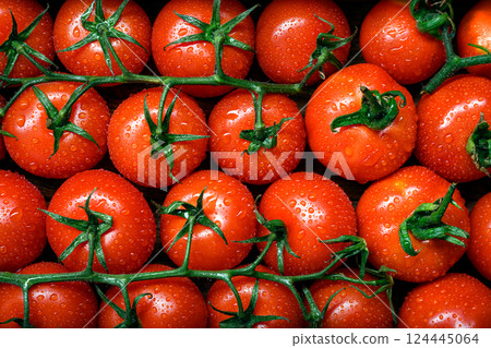 Freshly harvested organic tomatoes with glistening water droplets 124445064