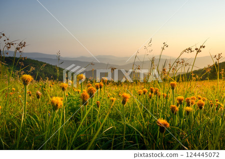 Idyllic mountains meadows covered in lush greenery and yellow flowers 124445072