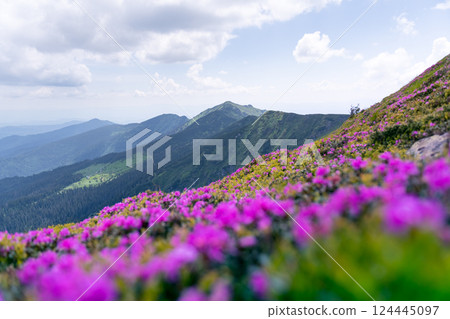 Splendid view of the Carpathian Mountains on a sunny summer day Splendid view of the Carpathian Mountains on a sunny summer day 124445097