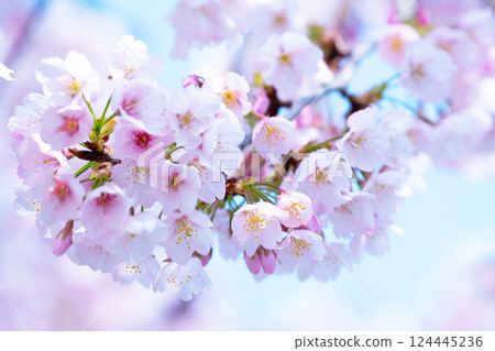 Newly bloomed cherry blossoms Newly bloomed cherry blossoms 124445236