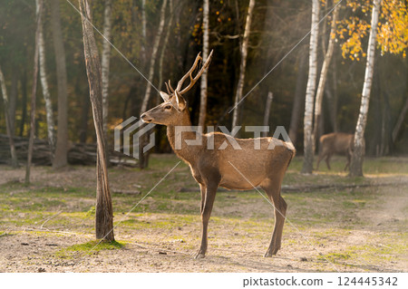 A beautiful young deer walks in the autumn forest on a sunny day. 124445342