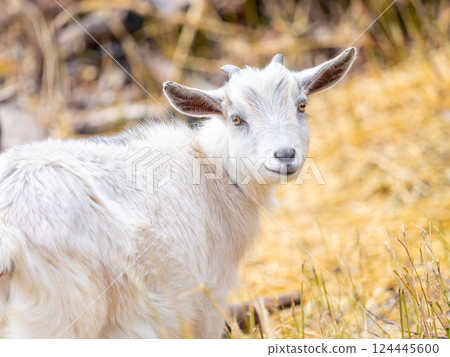 Free-ranging goats Free-ranging goats 124445600