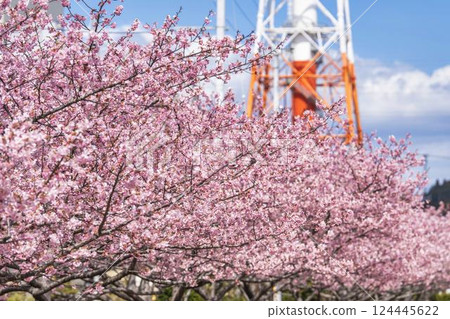 Blue sky and Kawazu cherry blossoms blooming at Nakoso Power Station, Iwaki City, Fukushima Prefecture 124445622