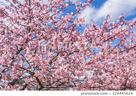 福島縣磐城市那古索發電廠的藍天和河津櫻花盛開 124445624