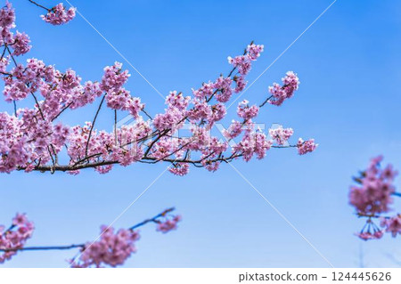 Blue sky and Kawazu cherry blossoms blooming at Nakoso Power Station, Iwaki City, Fukushima Prefecture 124445626