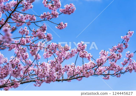 福島縣磐城市那古索發電廠的藍天和河津櫻花盛開 福島縣磐城市那古索發電廠的藍天和河津櫻花盛開 124445627