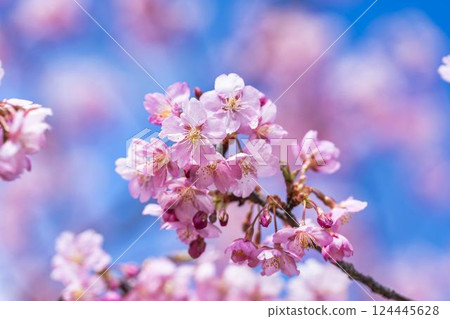 福島縣磐城市那古索發電廠的藍天和河津櫻花盛開 124445628