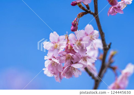 福島縣磐城市那古索發電廠的藍天和河津櫻花盛開 124445630