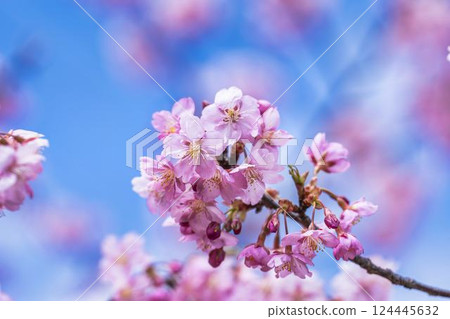 Blue sky and Kawazu cherry blossoms blooming at Nakoso Power Station, Iwaki City, Fukushima Prefecture 124445632