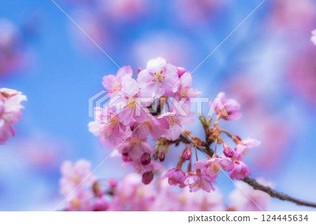 福島縣磐城市那古索發電廠的藍天和河津櫻花盛開 福島縣磐城市那古索發電廠的藍天和河津櫻花盛開 124445634