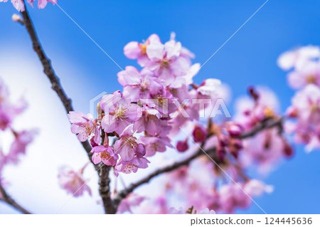 Blue sky and Kawazu cherry blossoms blooming at Nakoso Power Station, Iwaki City, Fukushima Prefecture 124445636