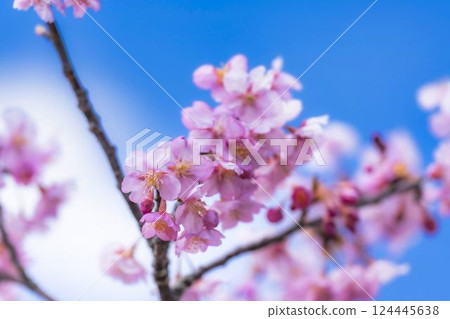 福島縣磐城市那古索發電廠的藍天和河津櫻花盛開 124445638