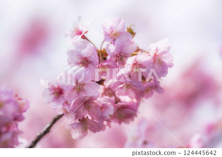 Blue sky and Kawazu cherry blossoms blooming at Nakoso Power Station, Iwaki City, Fukushima Prefecture Blue sky and Kawazu cherry blossoms blooming at Nakoso Power Station, Iwaki City, Fukushima Prefecture 124445642
