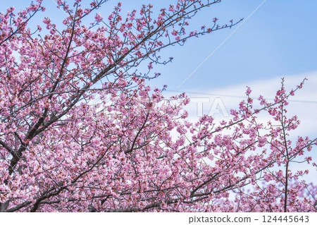 Blue sky and Kawazu cherry blossoms blooming at Nakoso Power Station, Iwaki City, Fukushima Prefecture 124445643