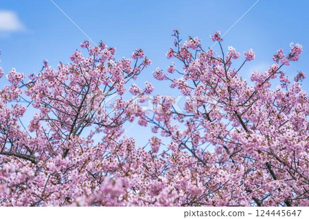 福島縣磐城市那古索發電廠的藍天和河津櫻花盛開 124445647