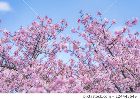 福島縣磐城市那古索發電廠的藍天和河津櫻花盛開 福島縣磐城市那古索發電廠的藍天和河津櫻花盛開 124445649