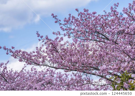 Blue sky and Kawazu cherry blossoms blooming at Nakoso Power Station, Iwaki City, Fukushima Prefecture 124445650