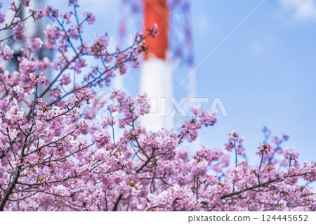 福島縣磐城市那古索發電廠的藍天和河津櫻花盛開 124445652
