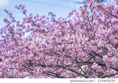 Blue sky and Kawazu cherry blossoms blooming at Nakoso Power Station, Iwaki City, Fukushima Prefecture 124445654