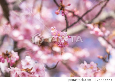 Blue sky and Kawazu cherry blossoms blooming at Nakoso Power Station, Iwaki City, Fukushima Prefecture 124445663
