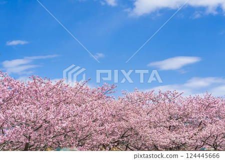 Blue sky and Kawazu cherry blossoms blooming at Nakoso Power Station, Iwaki City, Fukushima Prefecture 124445666