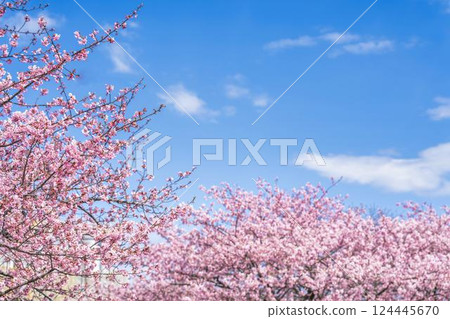 Blue sky and Kawazu cherry blossoms blooming at Nakoso Power Station, Iwaki City, Fukushima Prefecture 124445670
