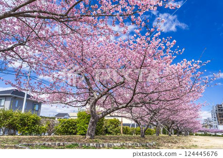 Blue sky and Kawazu cherry blossoms blooming at Nakoso Power Station, Iwaki City, Fukushima Prefecture 124445676