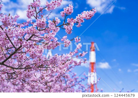 Blue sky and Kawazu cherry blossoms blooming at Nakoso Power Station, Iwaki City, Fukushima Prefecture 124445679