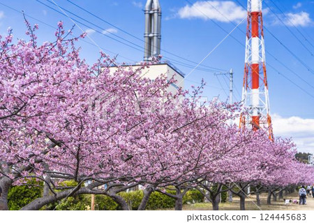 Blue sky and Kawazu cherry blossoms blooming at Nakoso Power Station, Iwaki City, Fukushima Prefecture Blue sky and Kawazu cherry blossoms blooming at Nakoso Power Station, Iwaki City, Fukushima Prefecture 124445683