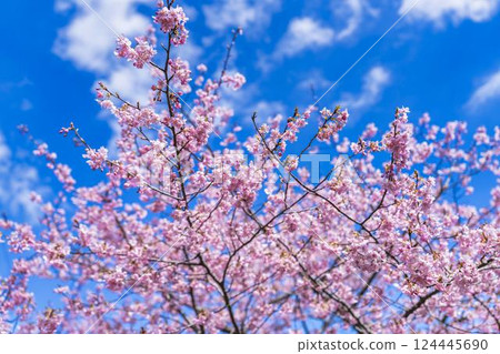 Blue sky and Kawazu cherry blossoms blooming at Nakoso Power Station, Iwaki City, Fukushima Prefecture 124445690