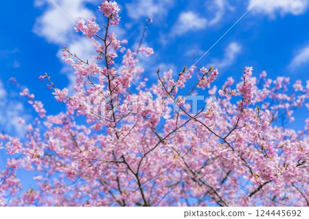 Blue sky and Kawazu cherry blossoms blooming at Nakoso Power Station, Iwaki City, Fukushima Prefecture 124445692