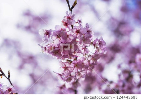 Blue sky and Kawazu cherry blossoms blooming at Nakoso Power Station, Iwaki City, Fukushima Prefecture 124445693