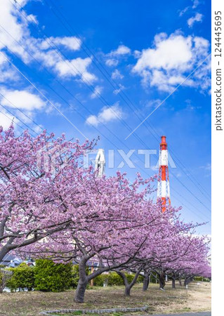Blue sky and Kawazu cherry blossoms blooming at Nakoso Power Station, Iwaki City, Fukushima Prefecture 124445695