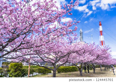 Blue sky and Kawazu cherry blossoms blooming at Nakoso Power Station, Iwaki City, Fukushima Prefecture 124445701
