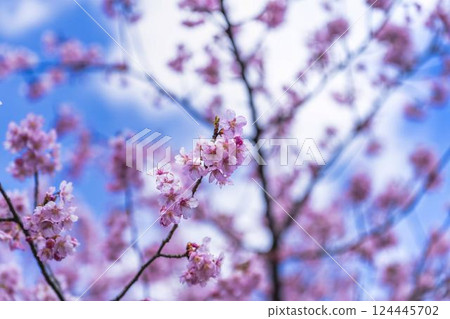 Blue sky and Kawazu cherry blossoms blooming at Nakoso Power Station, Iwaki City, Fukushima Prefecture 124445702