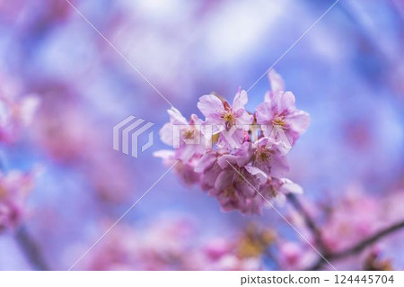 Blue sky and Kawazu cherry blossoms blooming at Nakoso Power Station, Iwaki City, Fukushima Prefecture 124445704