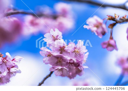 Blue sky and Kawazu cherry blossoms blooming at Nakoso Power Station, Iwaki City, Fukushima Prefecture 124445706