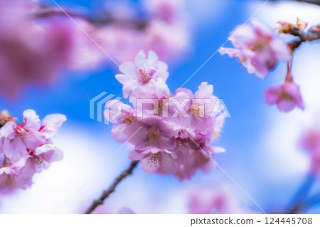 Blue sky and Kawazu cherry blossoms blooming at Nakoso Power Station, Iwaki City, Fukushima Prefecture 124445708