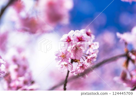 Blue sky and Kawazu cherry blossoms blooming at Nakoso Power Station, Iwaki City, Fukushima Prefecture 124445709