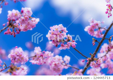 Blue sky and Kawazu cherry blossoms blooming at Nakoso Power Station, Iwaki City, Fukushima Prefecture 124445713