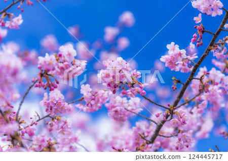 Blue sky and Kawazu cherry blossoms blooming at Nakoso Power Station, Iwaki City, Fukushima Prefecture 124445717