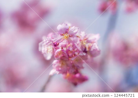 Blue sky and Kawazu cherry blossoms blooming at Nakoso Power Station, Iwaki City, Fukushima Prefecture 124445721