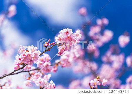 福島縣磐城市那古索發電廠的藍天和河津櫻花盛開 124445724