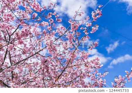 Blue sky and Kawazu cherry blossoms blooming at Nakoso Power Station, Iwaki City, Fukushima Prefecture 124445733