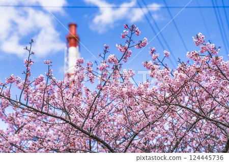 福島縣磐城市那古索發電廠的藍天和河津櫻花盛開 福島縣磐城市那古索發電廠的藍天和河津櫻花盛開 124445736