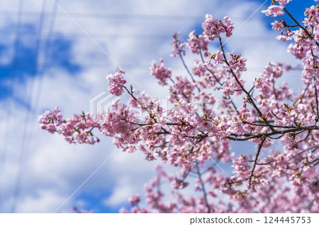 Blue sky and Kawazu cherry blossoms blooming at Nakoso Power Station, Iwaki City, Fukushima Prefecture Blue sky and Kawazu cherry blossoms blooming at Nakoso Power Station, Iwaki City, Fukushima Prefecture 124445753