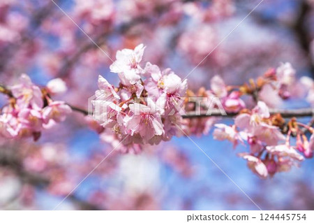 Blue sky and Kawazu cherry blossoms blooming at Nakoso Power Station, Iwaki City, Fukushima Prefecture Blue sky and Kawazu cherry blossoms blooming at Nakoso Power Station, Iwaki City, Fukushima Prefecture 124445754