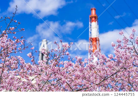 Blue sky and Kawazu cherry blossoms blooming at Nakoso Power Station, Iwaki City, Fukushima Prefecture 124445755