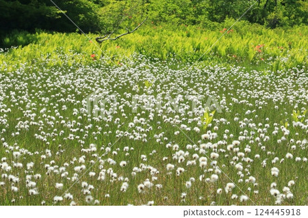 Komagomeza的Watazsege 124445918