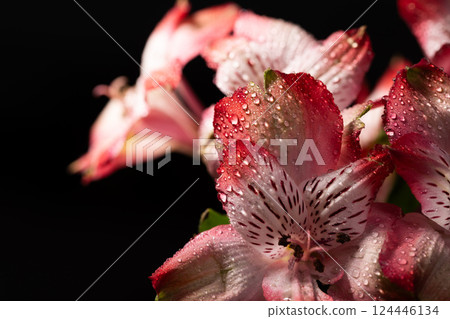 Elegant Pink Flowers with Dew on Their Delicate Petals Sparkling in the Morning Light 124446134